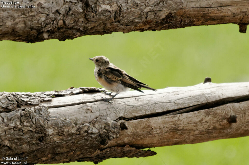 Pied Wheatearjuvenile