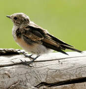 Pied Wheatear