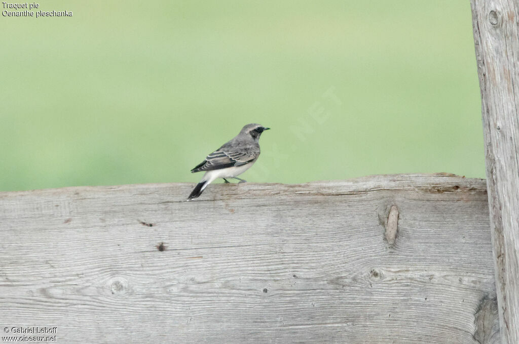 Pied Wheatear