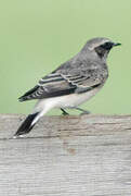 Pied Wheatear