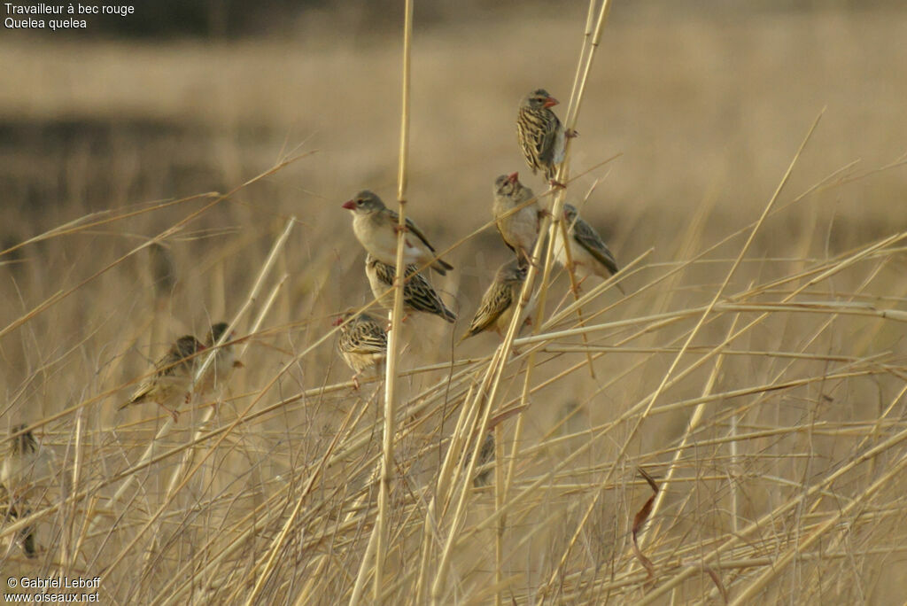 Red-billed Quelea