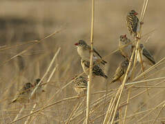 Red-billed Quelea