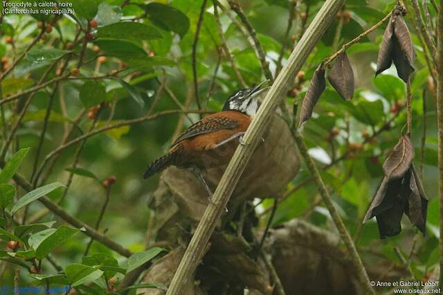 Troglodyte à calotte noire adulte gale145253