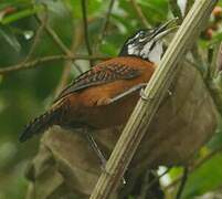 Bay Wren