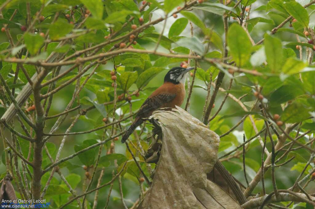 Bay Wrenadult, identification