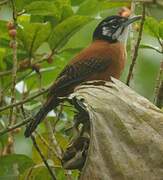 Bay Wren