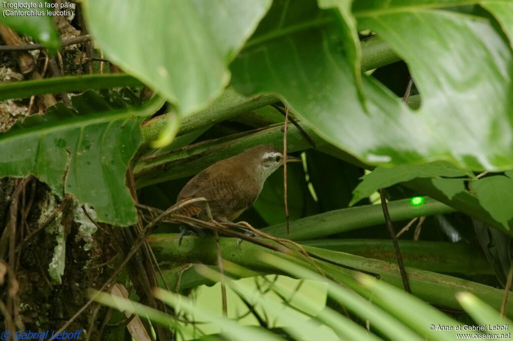 Buff-breasted Wrenadult