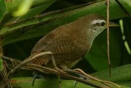 Buff-breasted Wren