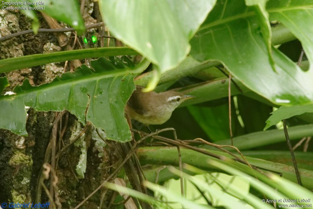 Buff-breasted Wrenadult