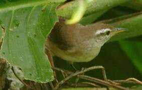 Buff-breasted Wren