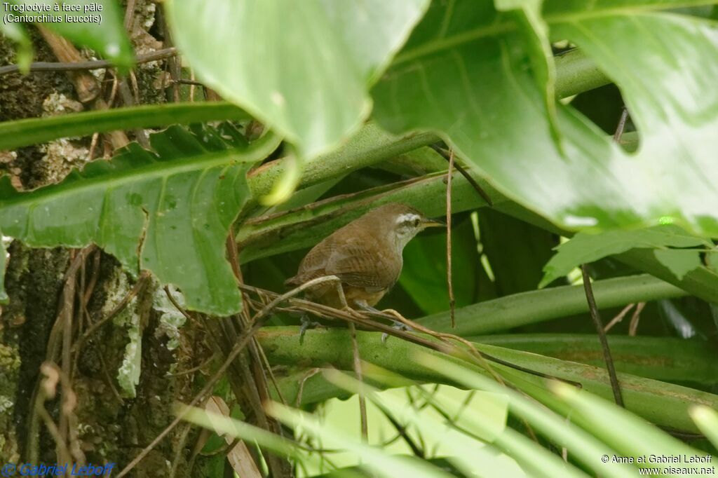 Buff-breasted Wren