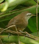 Buff-breasted Wren