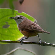 Buff-breasted Wren