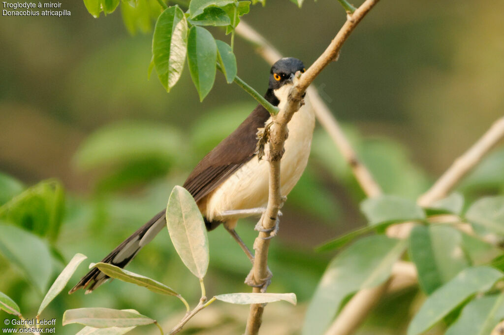 Black-capped Donacobius