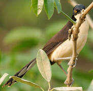 Black-capped Donacobius