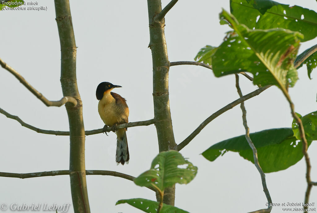 Black-capped Donacobius