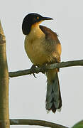 Black-capped Donacobius