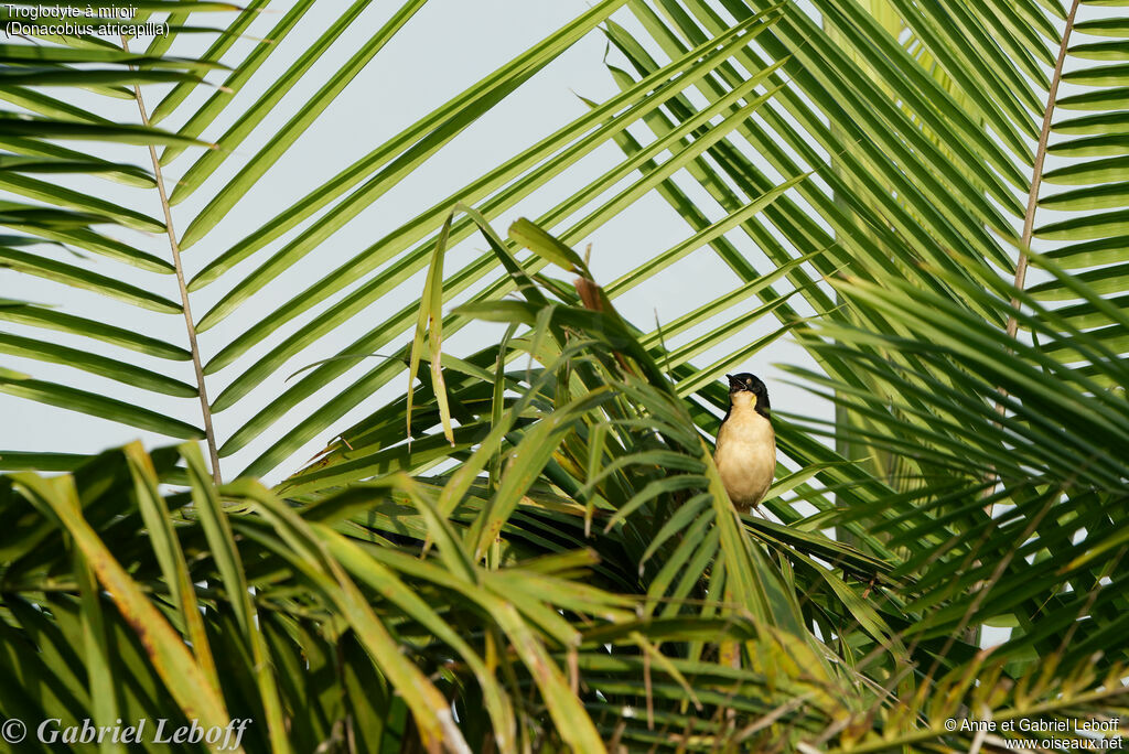 Black-capped Donacobius