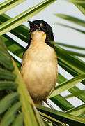 Black-capped Donacobius