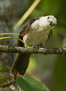 White-headed Wren