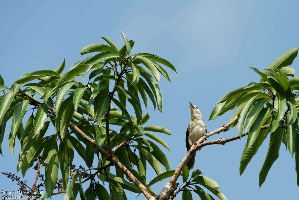 White-headed Wrenadult, song