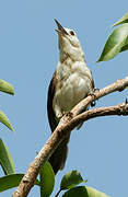 White-headed Wren