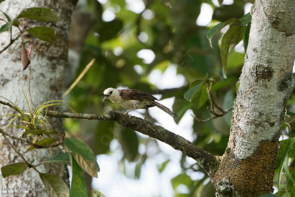 White-headed Wrenadult, identification