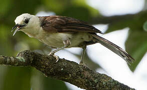 White-headed Wren