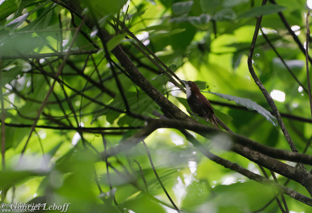 Black-bellied Wrenadult