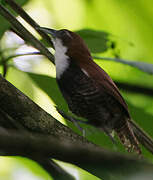 Black-bellied Wren