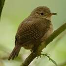 Troglodyte austral