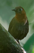 Song Wren