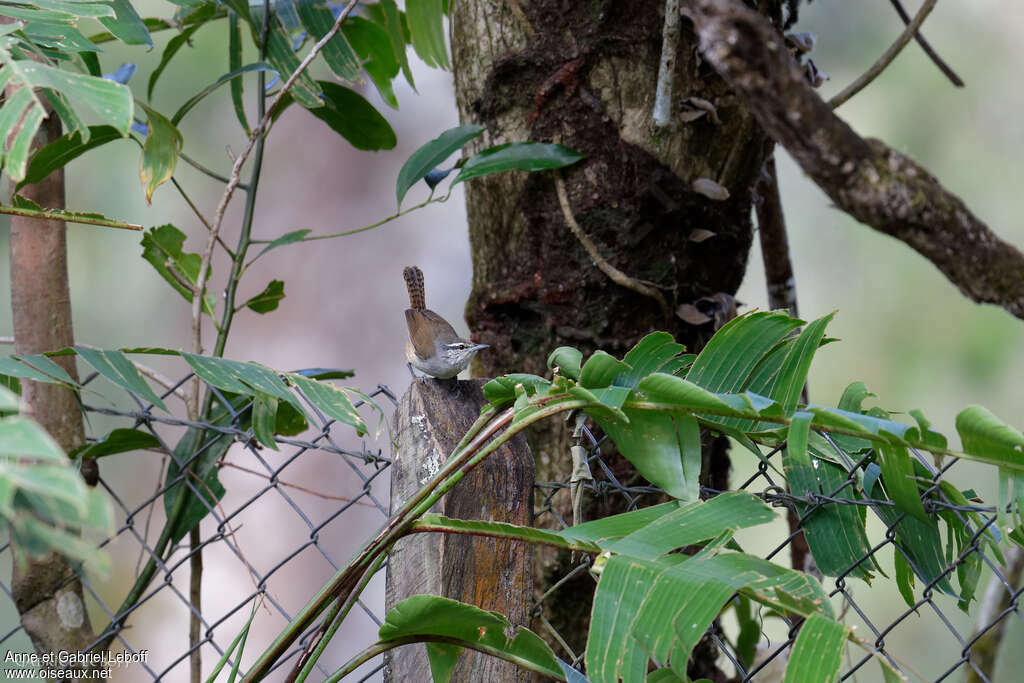 Troglodyte du Panama, identification