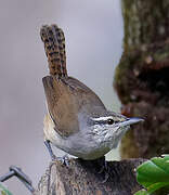 Isthmian Wren