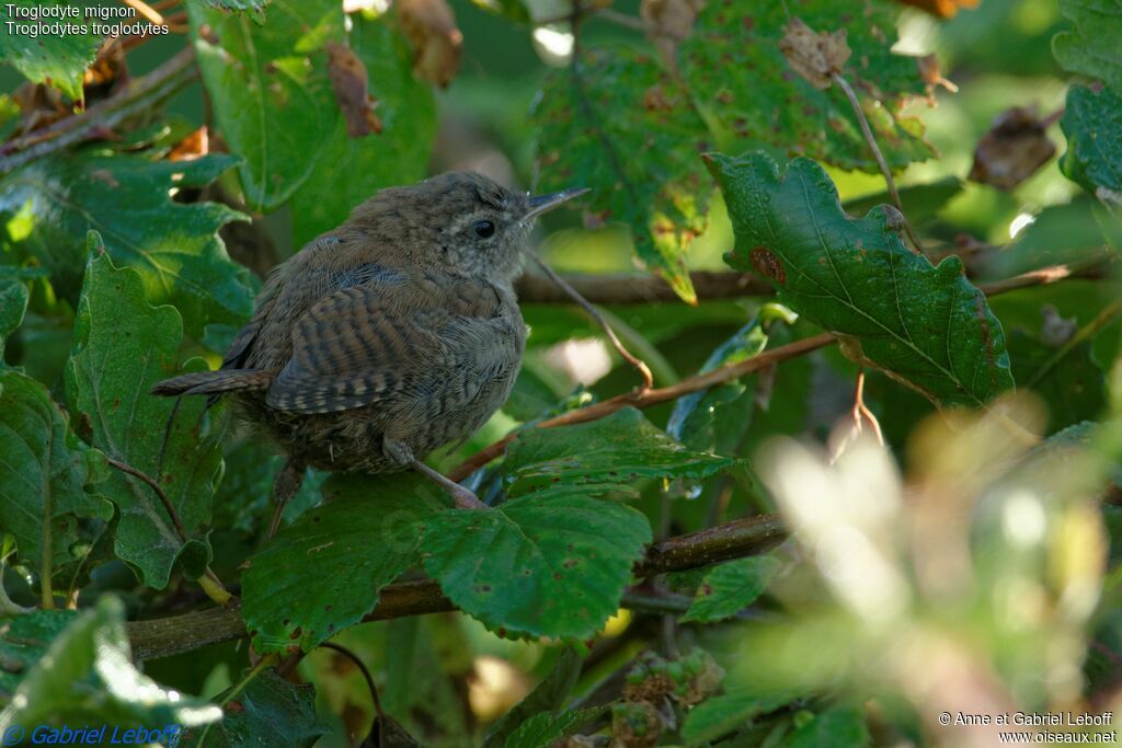 Eurasian Wrenjuvenile