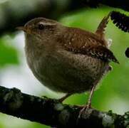 Eurasian Wren