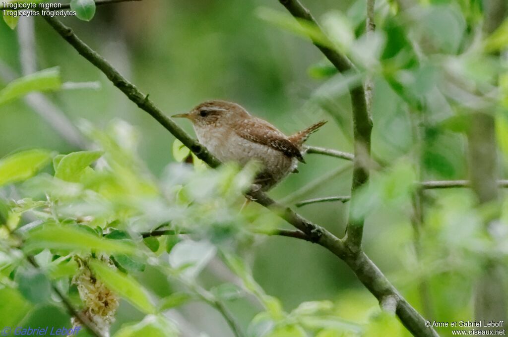 Eurasian Wren