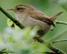 Eurasian Wren