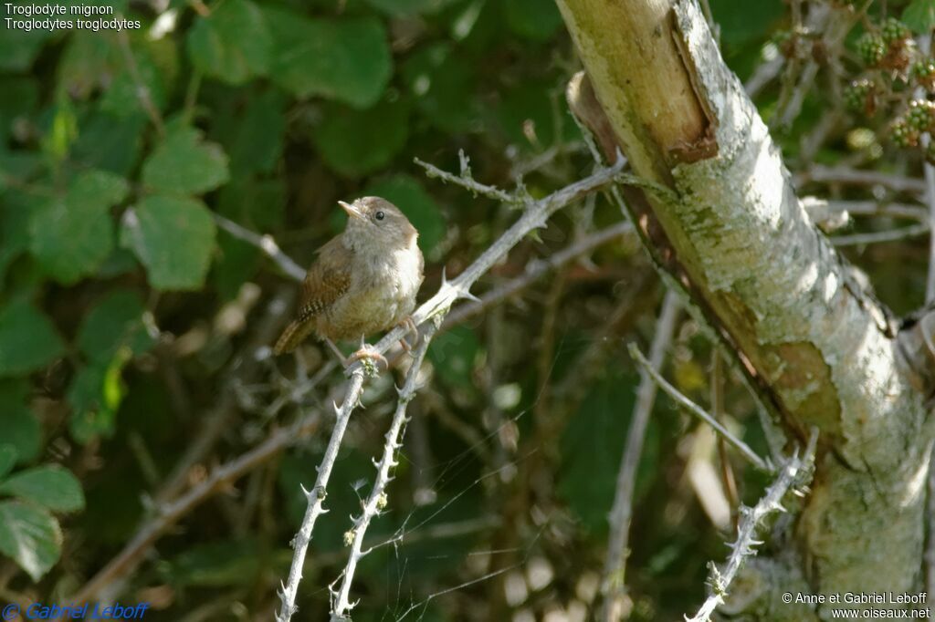 Eurasian Wren