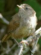 Eurasian Wren