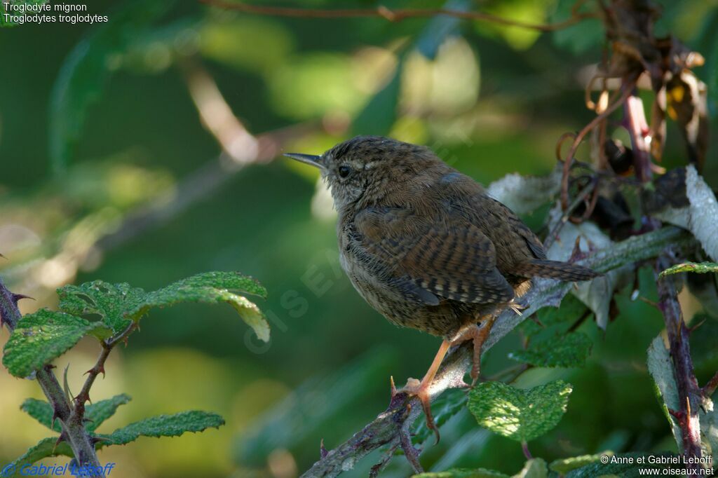 Eurasian Wrenjuvenile