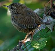 Eurasian Wren