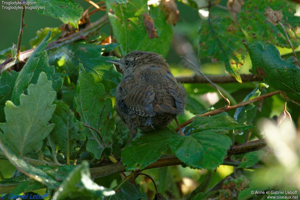 Eurasian Wrenjuvenile