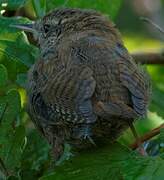 Eurasian Wren