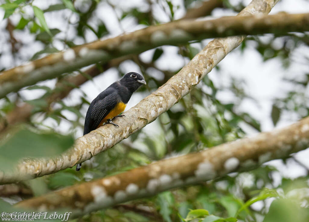 Trogon à lunettes jaunes femelle adulte, Comportement