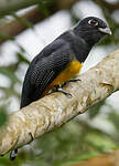 Trogon à lunettes jaunes