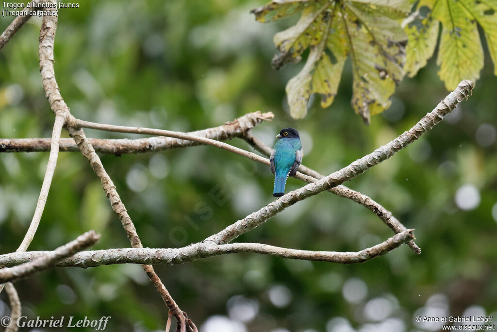 Trogon à lunettes jaunes mâle adulte