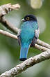 Trogon à lunettes jaunes