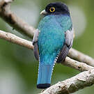 Trogon à lunettes jaunes