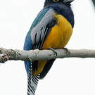 Trogon à lunettes jaunes